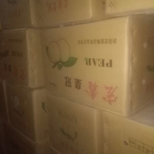 石家庄皇冠梨 60mm以上 500-550g