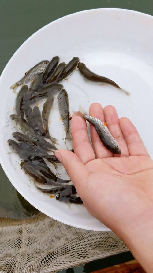 光倒刺鲃魚苗  軍魚苗/青竹/水花