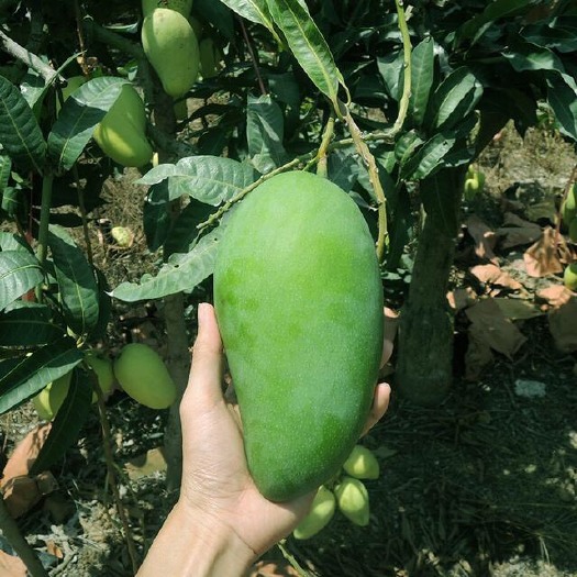 灵山县 金煌芒果苗裸根苗
