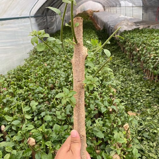 漳州 红缨三角梅