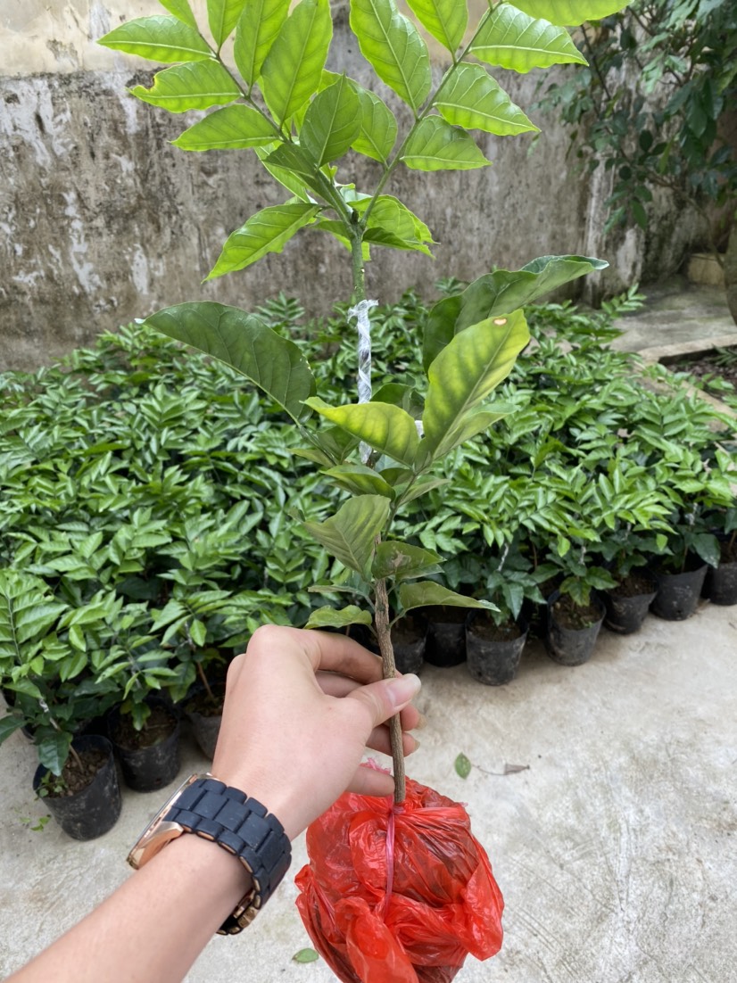 黄皮果苗，贵妃黄皮果苗  ，金蛋黄皮果苗，中枝嫁接，原产地。