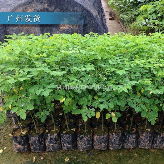 广州 辣木树苗印度辣木苗辣木籽树苗