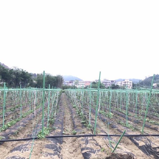 信宜市 信宜北界高密度垂帘种植百香果园低价出售