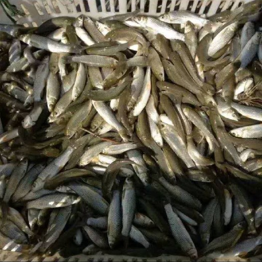 长沙 鱼苗