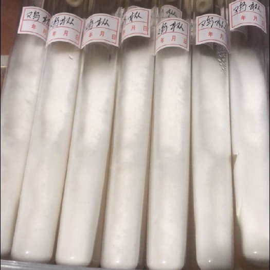 新宾县鸡枞菌菌种  黑皮鸡枞菌