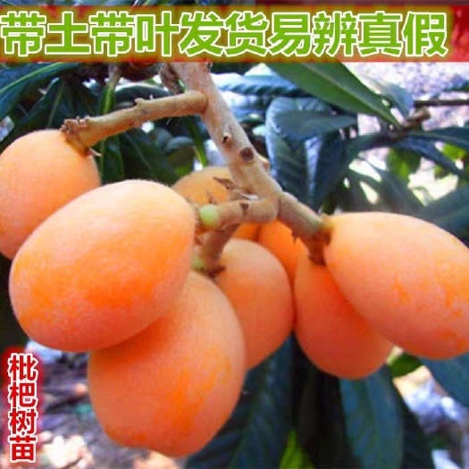 普宁市 枇杷苗嫁接无核大五星枇杷树苗果树种植盆栽地栽当年结果