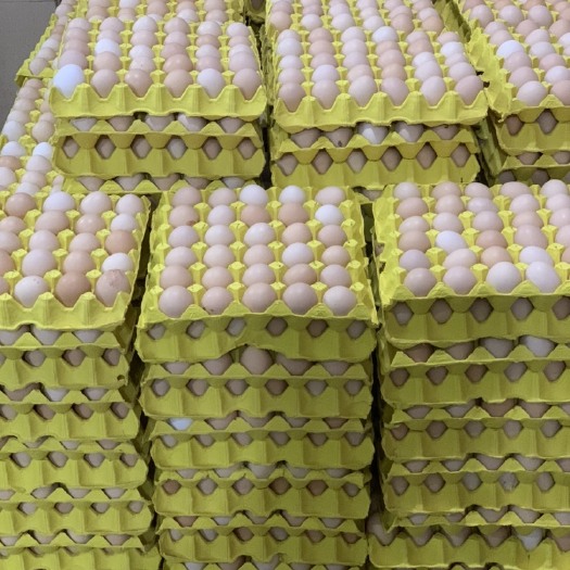 揭阳红心蛋 精品罗曼粉41至45