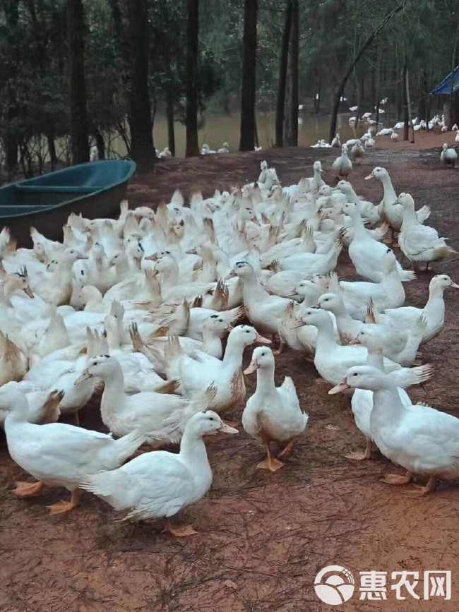 肉鸭苗   一点头鸭苗出壳苗M18鸭苗大种苗