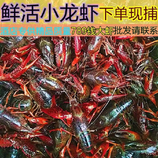 汉川市 酒店大排档精品小龙虾789硬规格