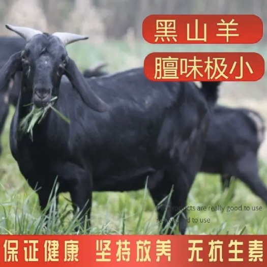 郑州 出售：1000只纯种黑山羊，买10母送一公，自家繁殖，无中介