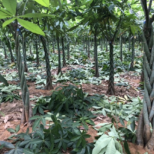 合浦县辫子发财树   十年发财树种植户，大量批货。