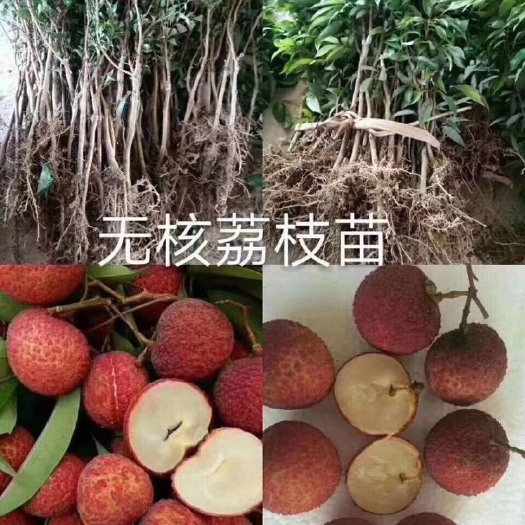 灵山县 无核荔枝苗 正品嫁接苗，小小棵都开花结果了。