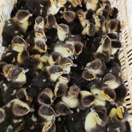南宁纯黑番鸭苗    正品  包邮