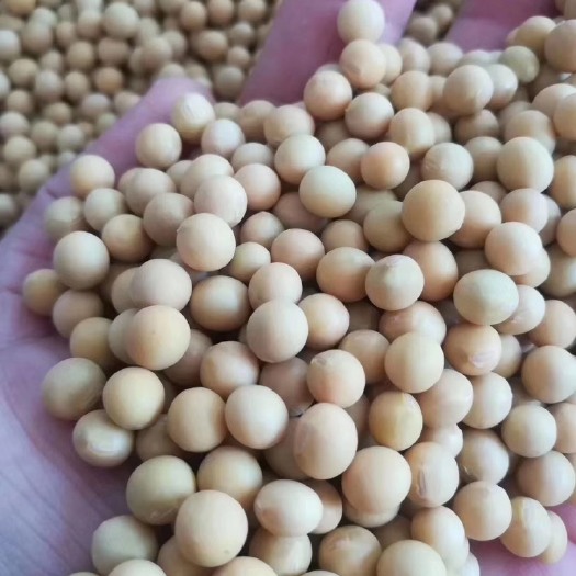 泗县 中粒大豆黄豆