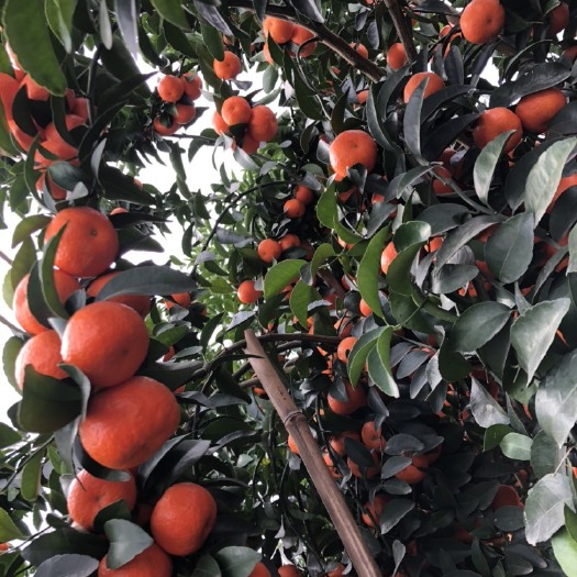 平乐县默科特 地头通货