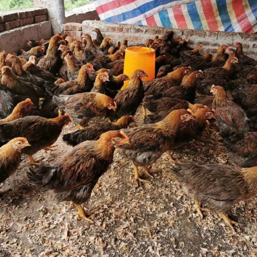 昆明 清远麻鸡苗 一手货源 厂家直销 品质保证 运死包赔