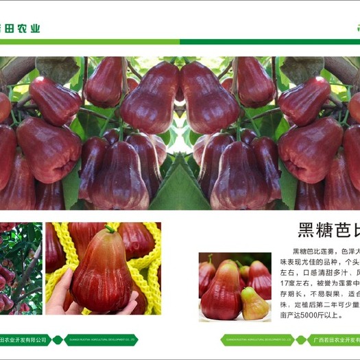 南宁黑糖芭比莲雾苗 黑糖芭比莲雾个头是普通莲雾的一倍甜度在17度亩产超过10万元