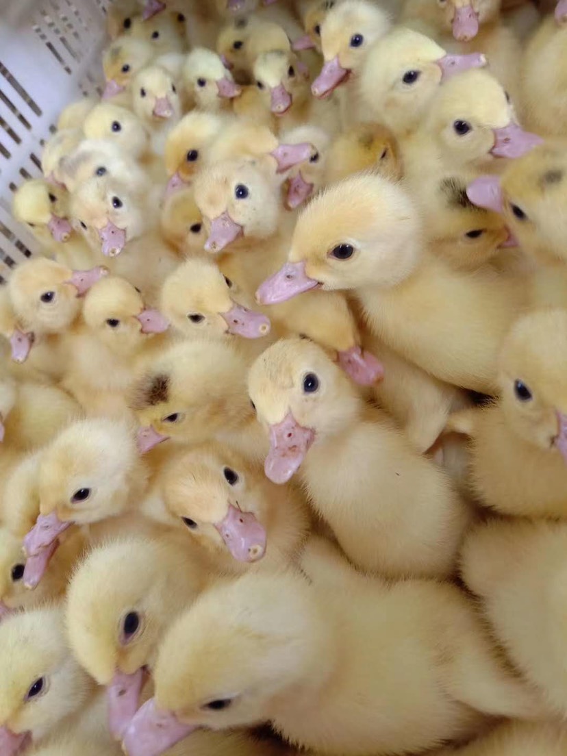  桂柳白鸭  正品   包邮