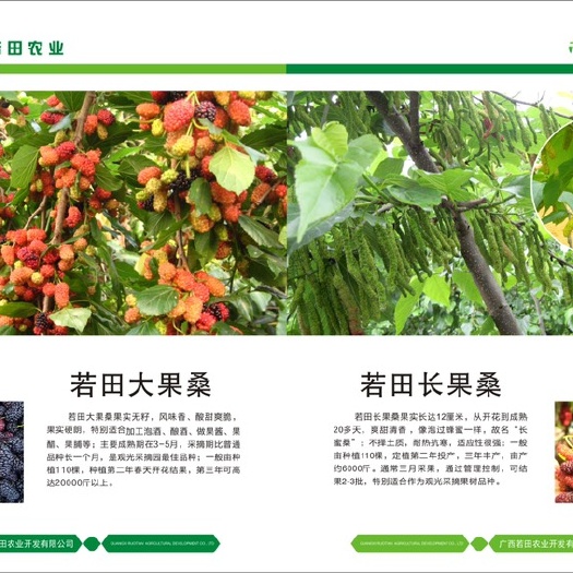 南宁长果桑苗 大果桑果苗