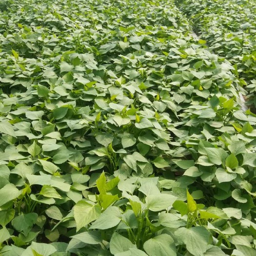 尉氏县西瓜红红薯苗  红薯苗千亩基地，有西瓜红，商薯19，龙薯九等10多品种