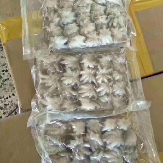 饶平县活冻新鲜小章鱼400克一包小章鱼花