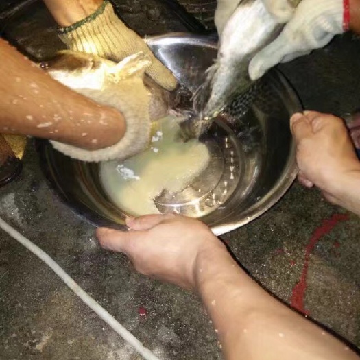 清远斑鳜 0.8斤以下 人工养殖