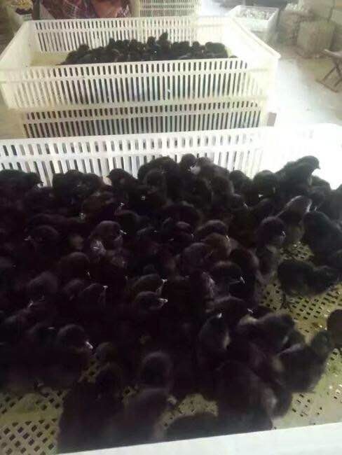 南宁五黑一绿鸡苗 统货