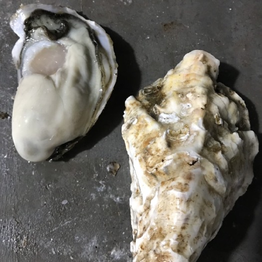乳山市三倍体生蚝 海水 3-4两/只 4-5两/只 5-6两/只 6两以上/只   鲜活水产