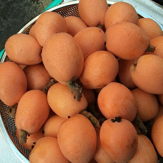 屏山县 五星枇杷