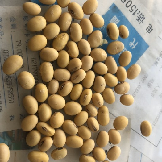 兴化市 优质苏北大豆