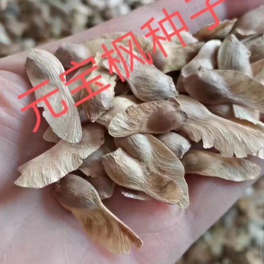 泊头市河北基地元宝枫种子颗粒饱满  发芽率高