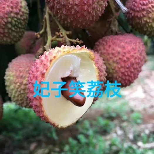 灵山县妃子笑荔枝苗