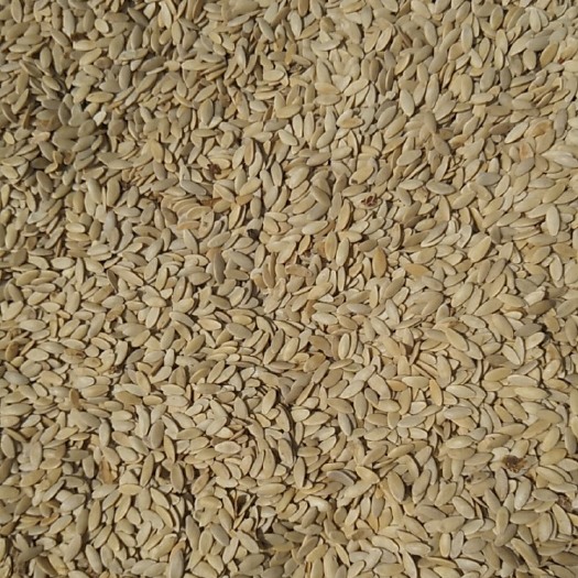 七台河黄瓜子 精选黄瓜籽