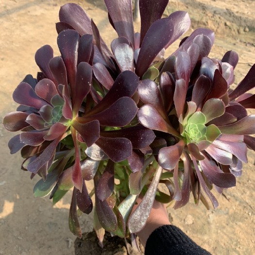 菏泽多肉法师  全 网 低 价多肉植物法师欧版紫羊绒5元一颗