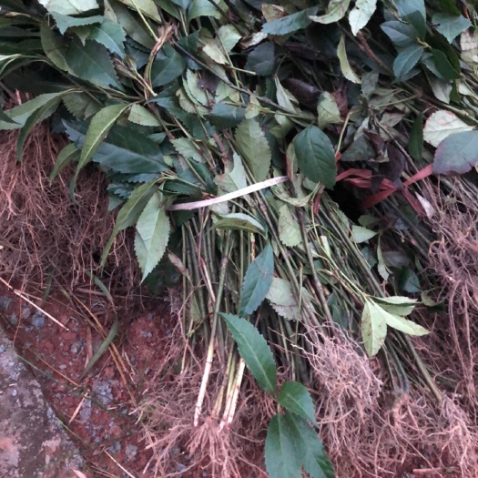 榕江县草珊瑚