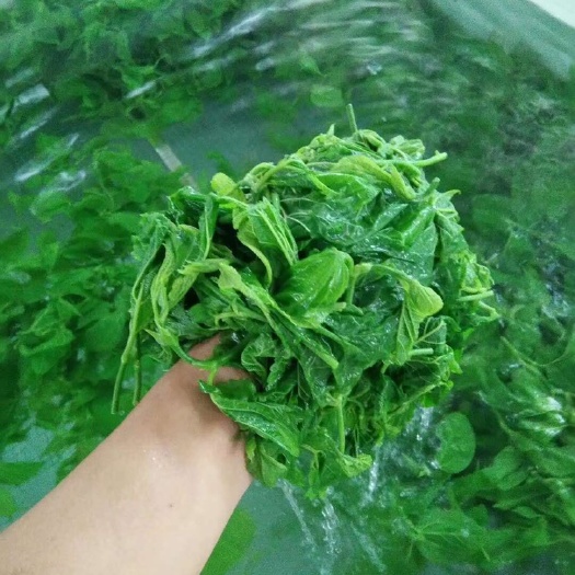 英德市速冻桑叶菜 桑叶菜