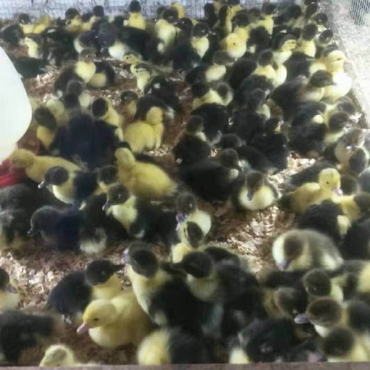 南宁黑番鸭苗 黑番鸭亩（西洋鸭）正品 包邮