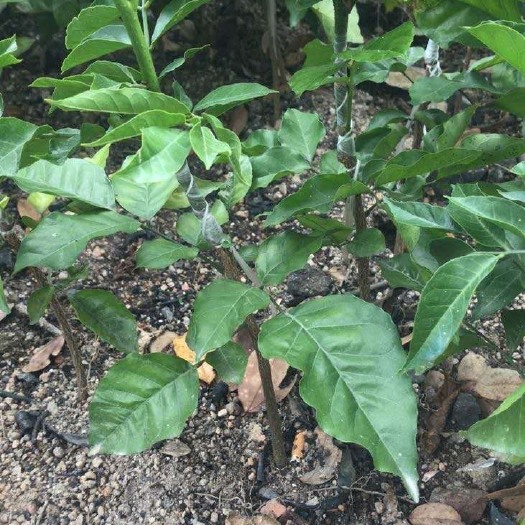普宁市黄皮果苗实生苗 黄皮实生果苗（裸根），高40～80公分