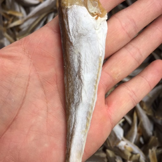 北海小鱼干 18-24个月