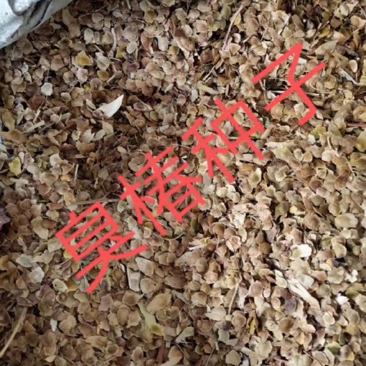 泊头市河北基地直供臭椿种子  保新发芽率高