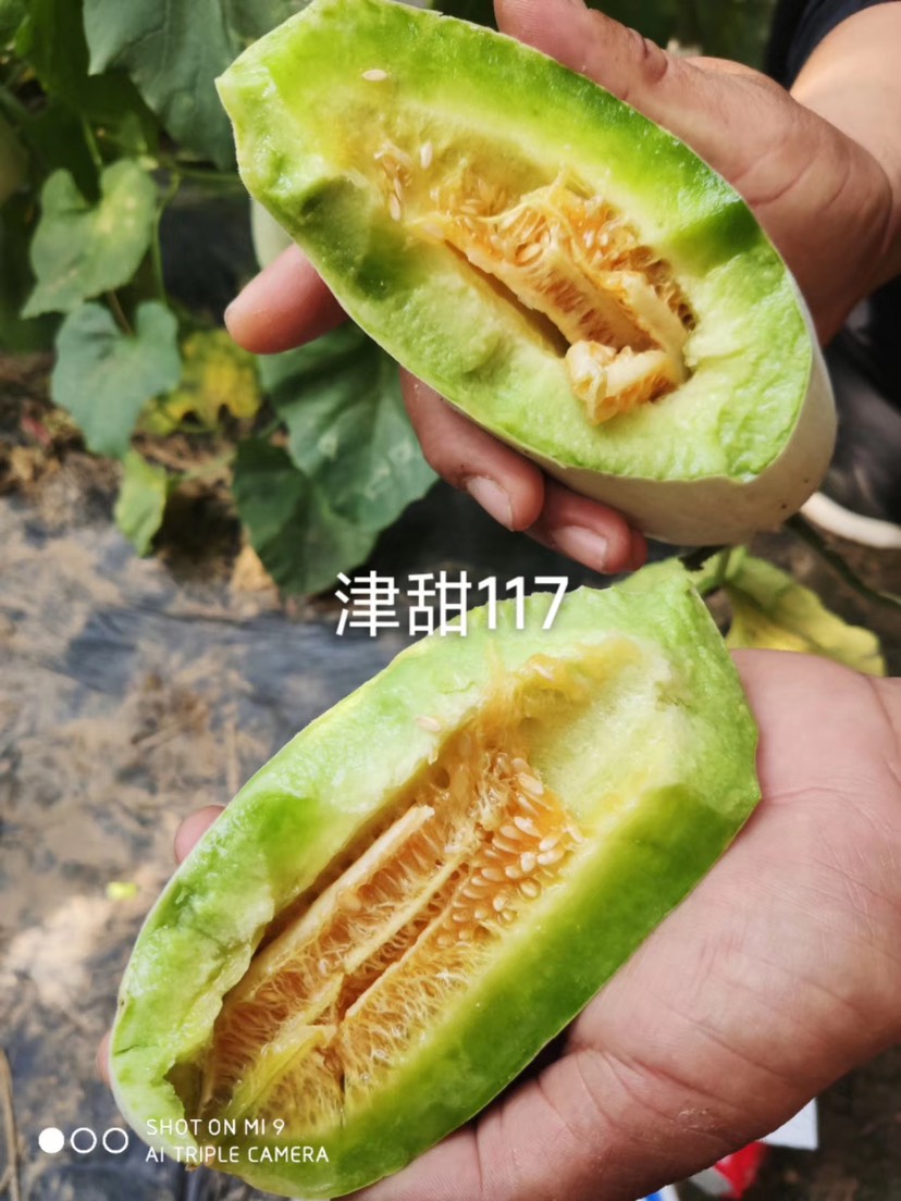  科润  津甜117 薄皮羊角蜜甜瓜种子批发