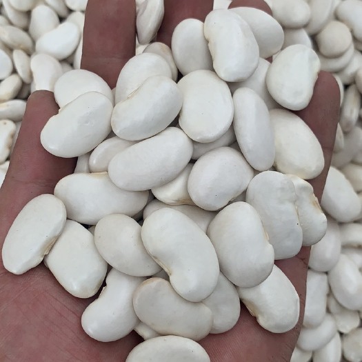 禄劝县 200吨白芸豆出售137——0840——-/8903