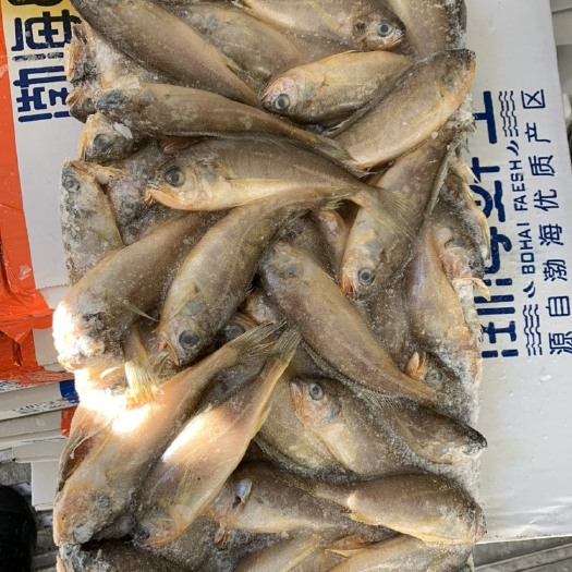 营口 渤海黄花鱼  12条一斤
