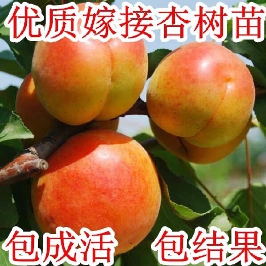 平邑县巨蜜王杏树苗  嫁接杏树苗正宗巨蜜王杏子苗南北方种植盆栽地栽
