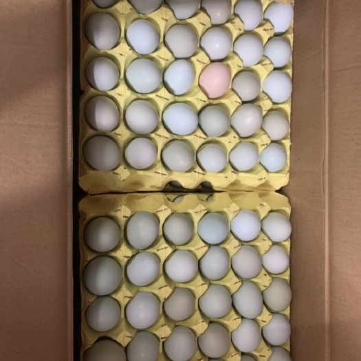 揭阳精品绿壳鸡蛋