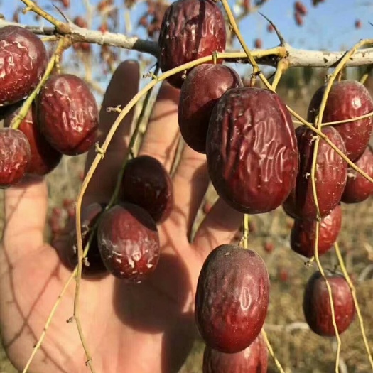 九江新疆红枣，原产地采摘，一手货源，量大价优，确保比同行价低