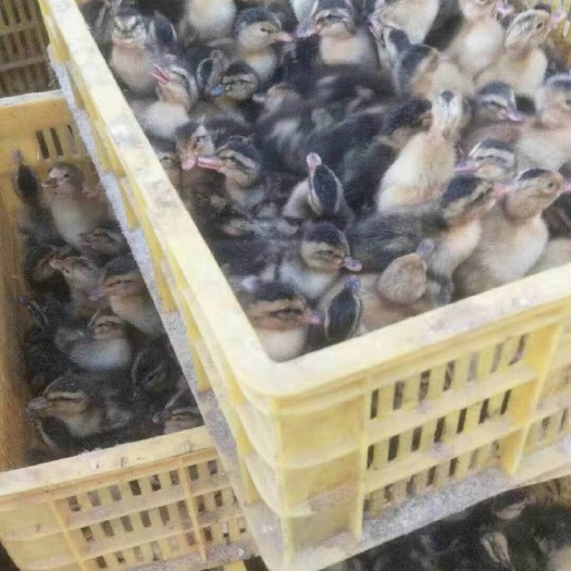 南宁 纯种麻鸭苗  正品  包邮