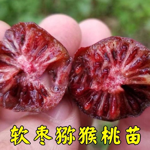 平邑县 软枣猕猴桃树苗 红哈迪软枣猕猴桃苗嫁接树苗，包成活。