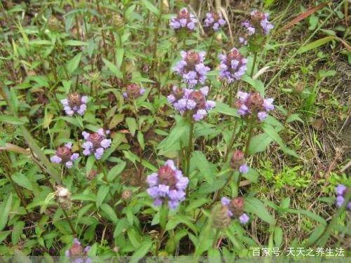 贵阳 夏枯草，