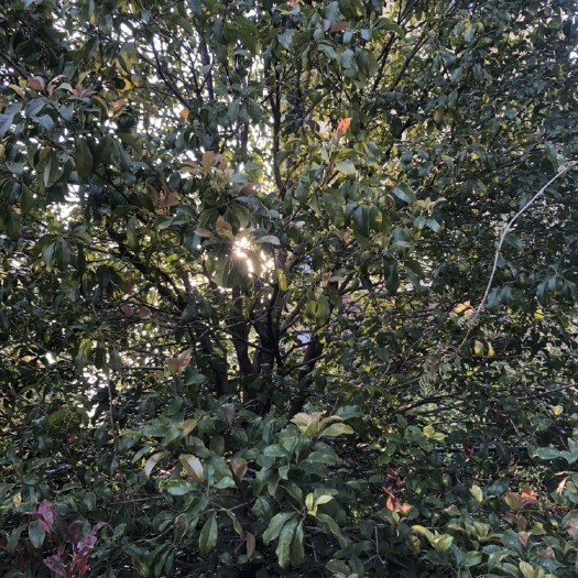 苏州 桂花树